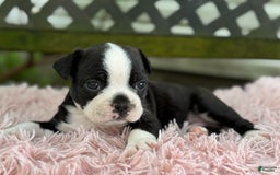 Frenchton dogs for sale: Jax - Image 11