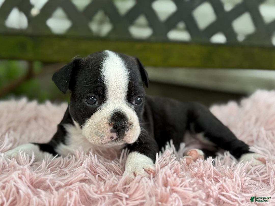 Frenchton dogs for sale: Jax - Image 11