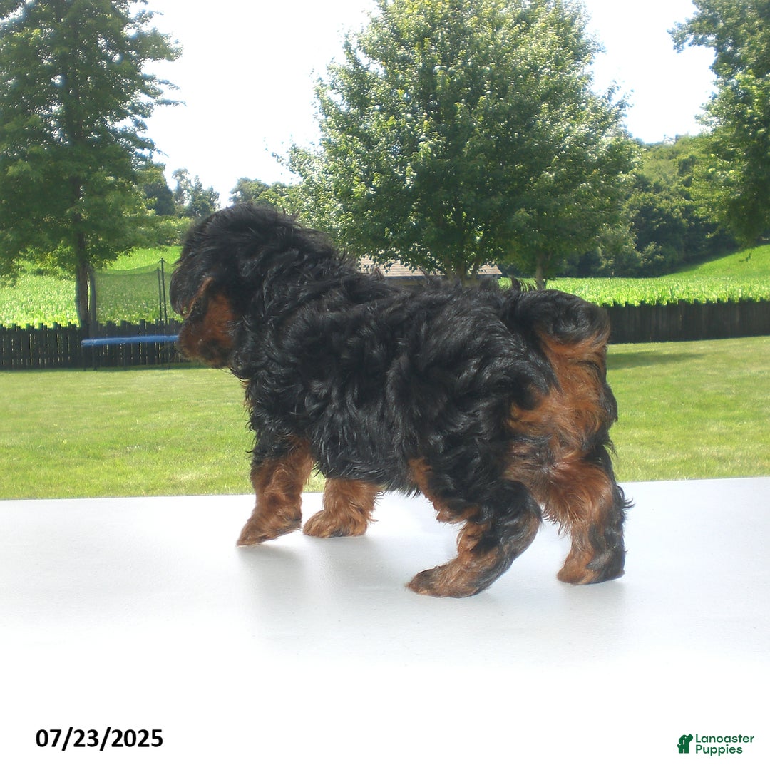 Yorkiepoo dogs for sale: Mia - Image 18