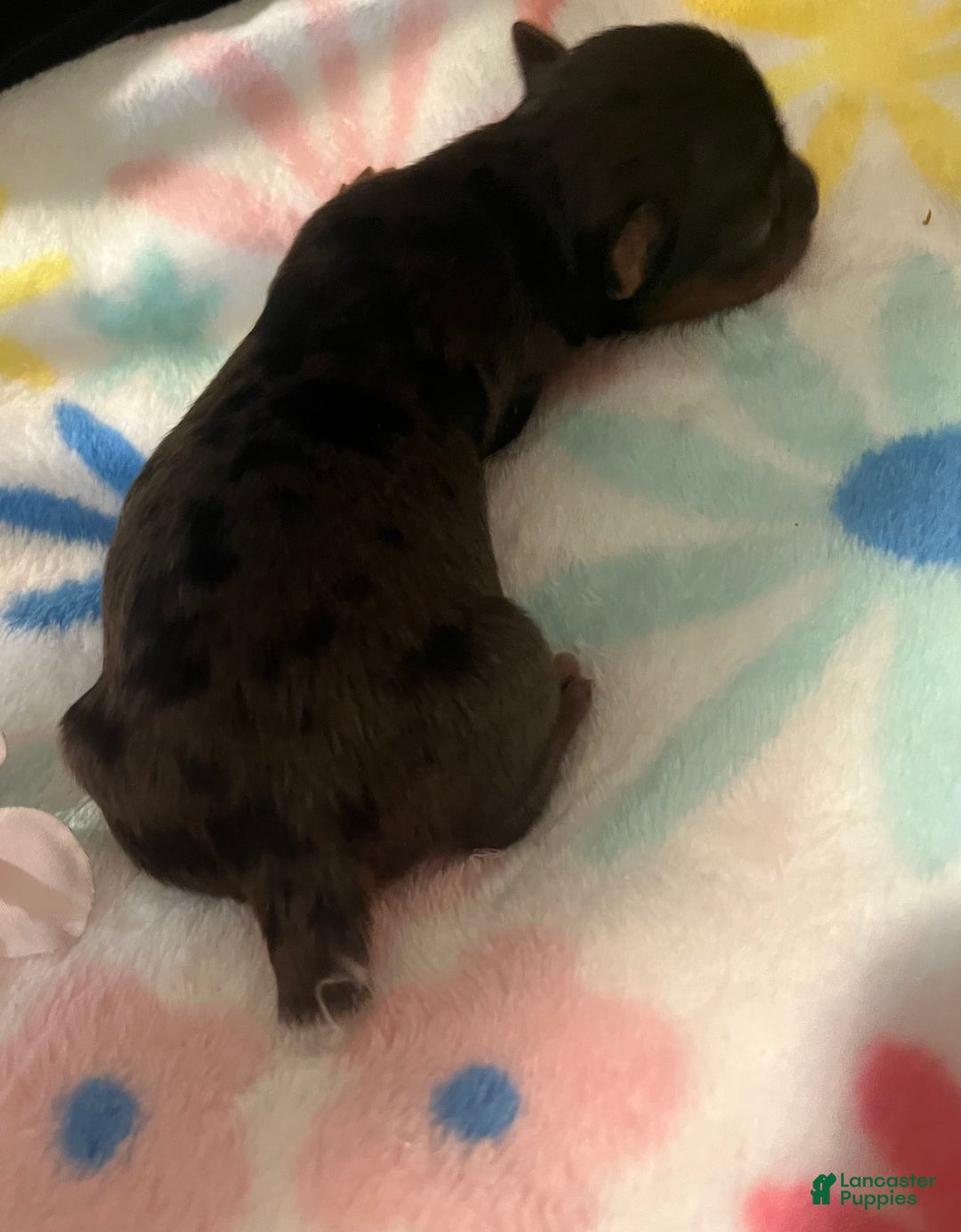 Yorkshire Terrier dogs for sale: Lucy - Image 2