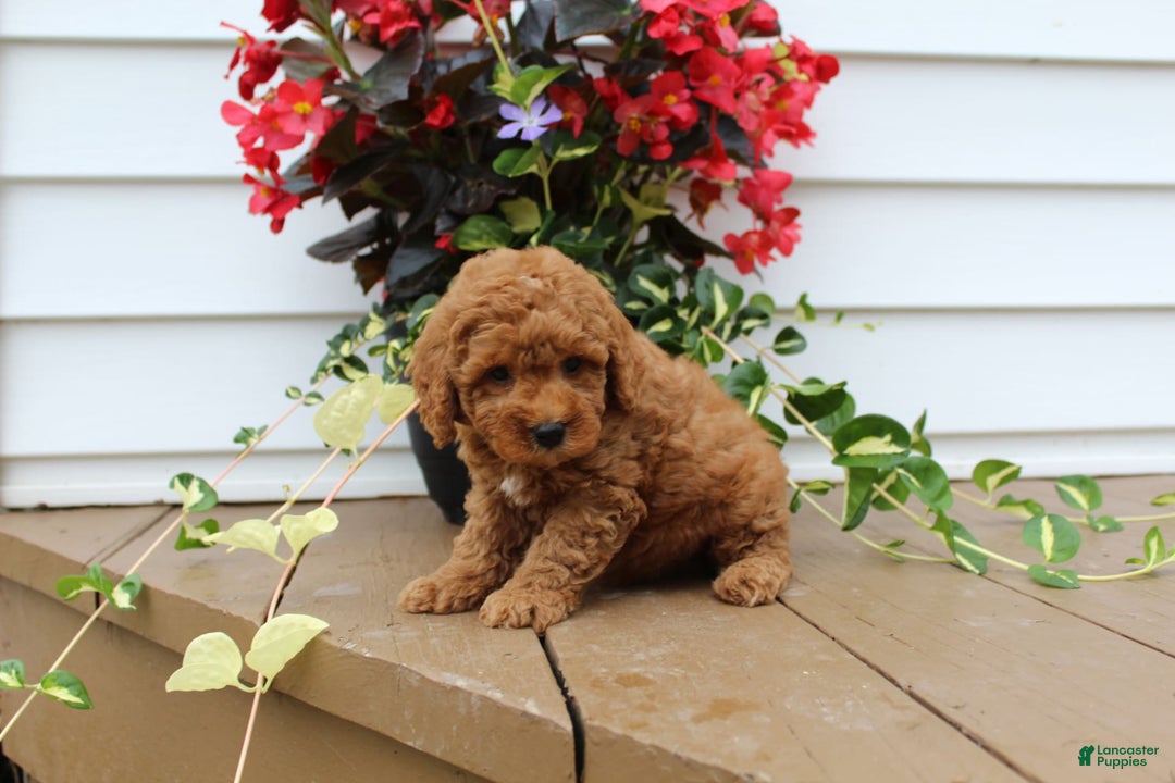 Mini Goldendoodle dogs for sale: Kody - Image 7