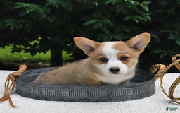 Welsh Corgi Pembroke dogs for sale: Aspen - Image 15