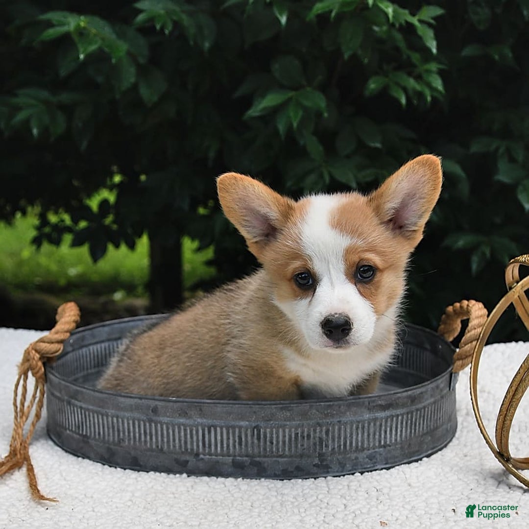 Welsh Corgi Pembroke dogs for sale: Aspen - Image 15
