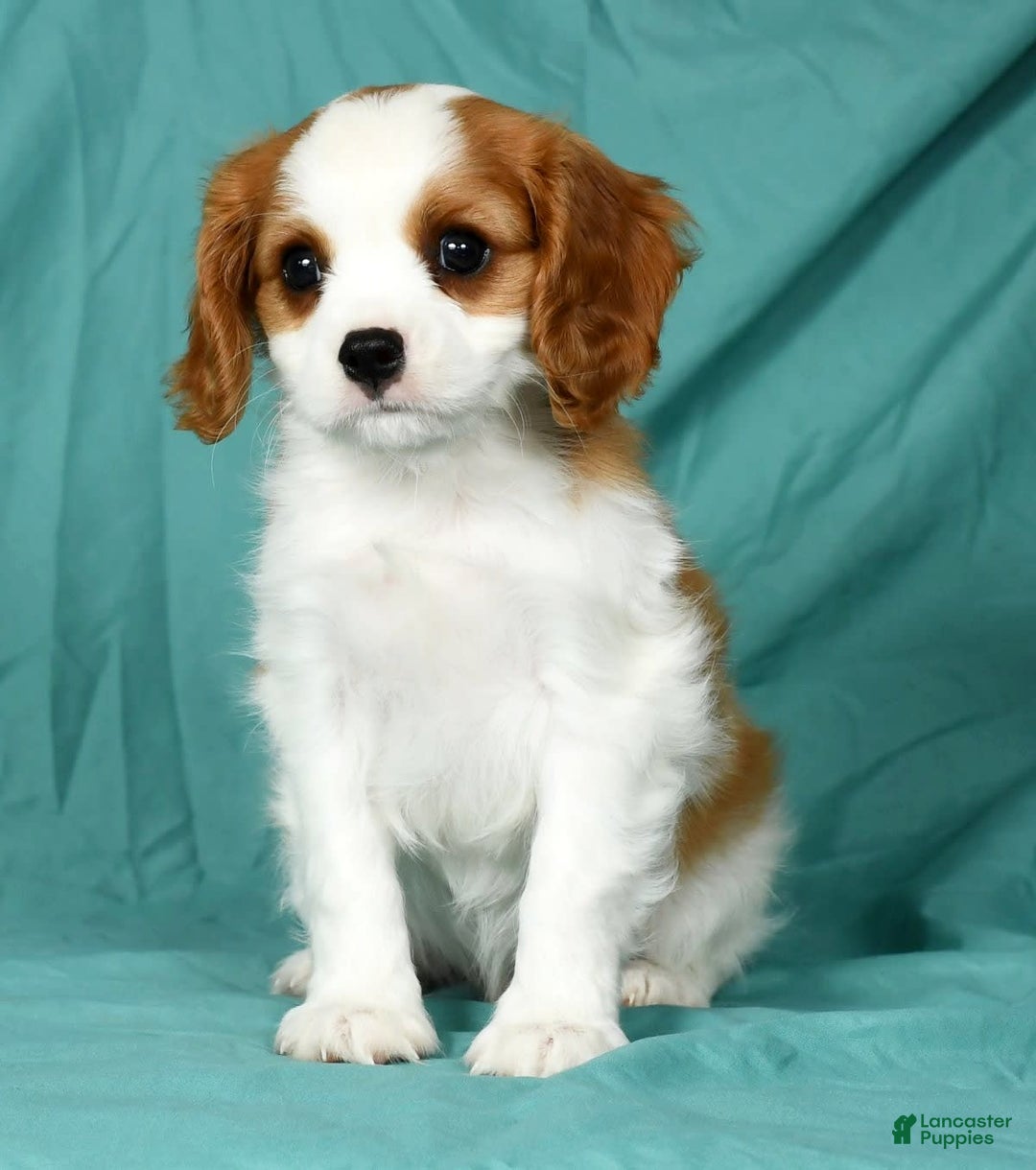 Cavalier King Charles Spaniel dogs for sale: Ike - Image 7
