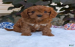 Cavapoo dogs for sale: Darla - Image 7