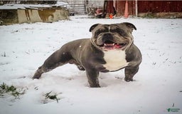 Olde English Bulldogge dogs for sale: Roger - Image 27