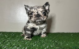 French Bulldog dogs for sale: Milo - Image 7