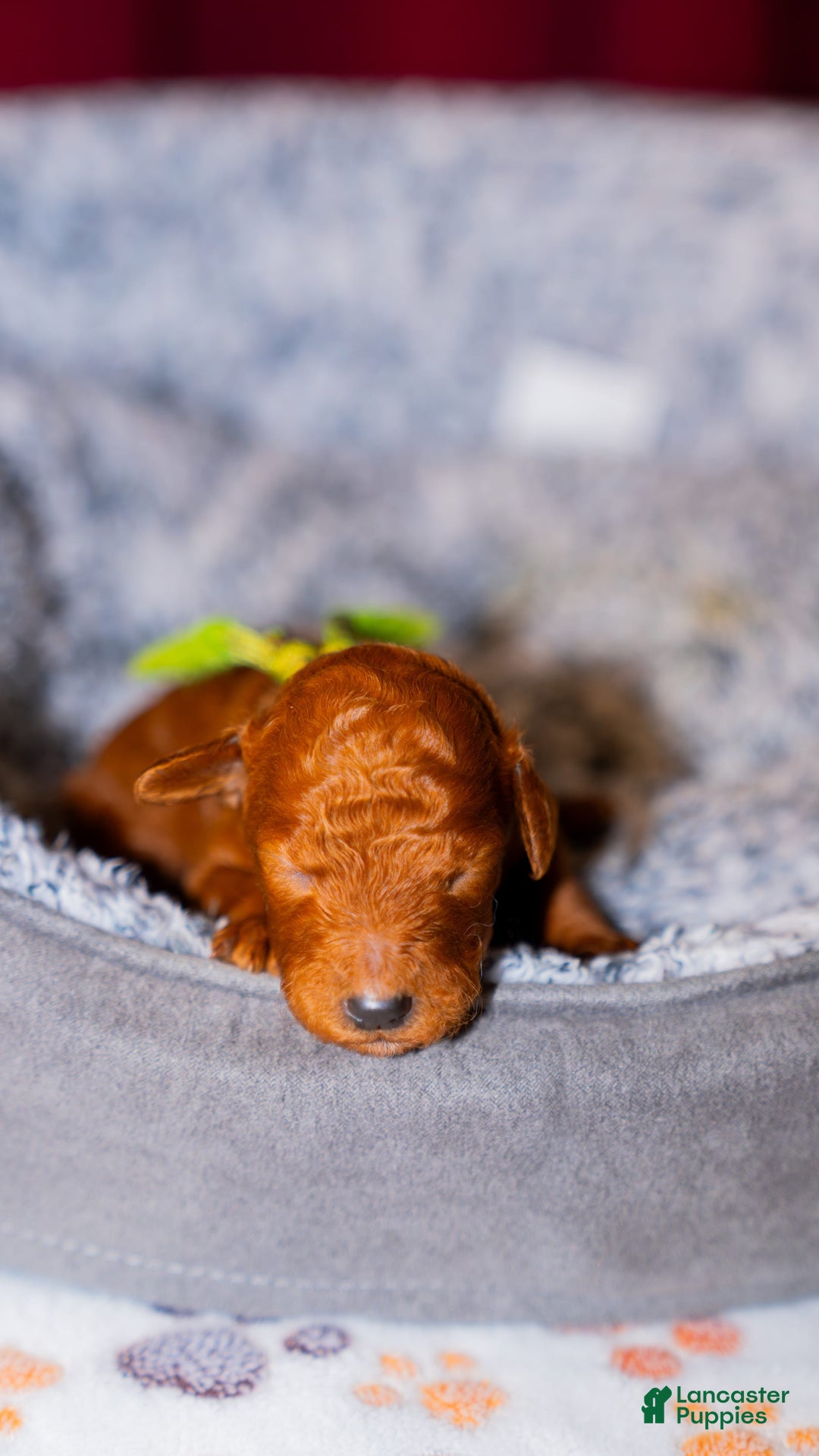 Standard Poodle dogs for sale: Rosie Green Collar Poodle - Image 1