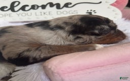 Bernedoodle dogs for sale: Merle Girl A - Image 6