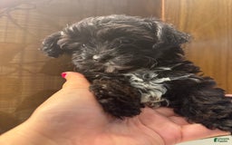 Yorkiepoo dogs for sale: Moli - Image 2