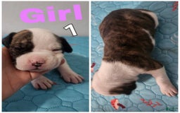 American Bulldog dogs for sale: Female 1 - Image 1