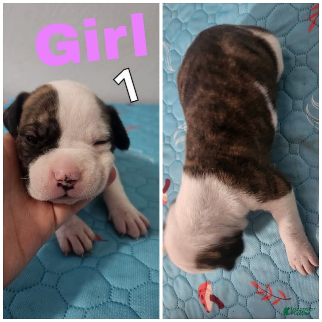 American Bulldog dogs for sale: Female 1 - Image 1
