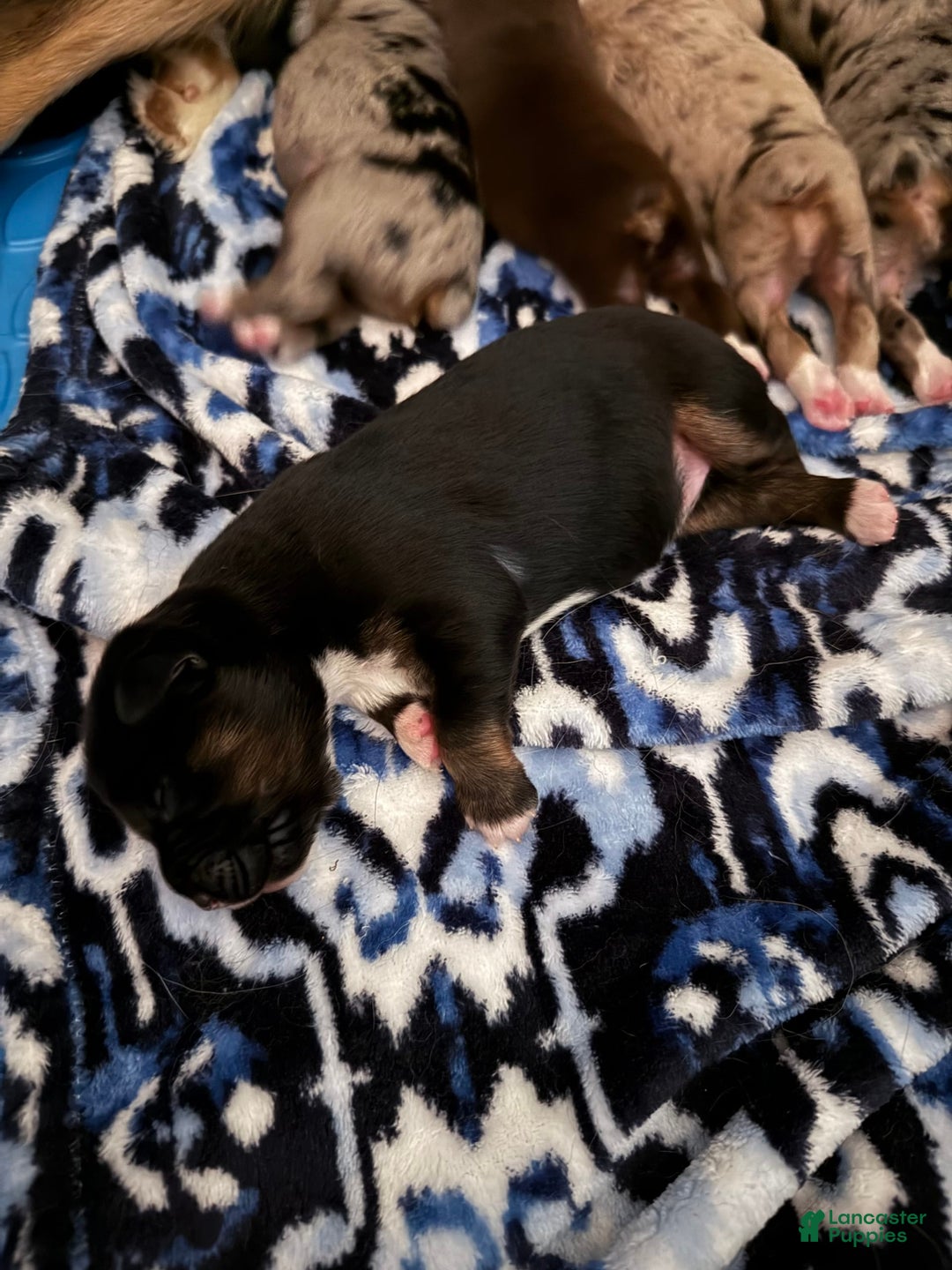 Miniature Australian Shepherd dogs for sale: Daisy - Image 3