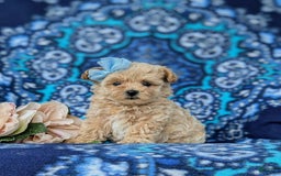 Maltipoo dogs for sale: Jocelyn 5 Lbs Full Grown - Image 4