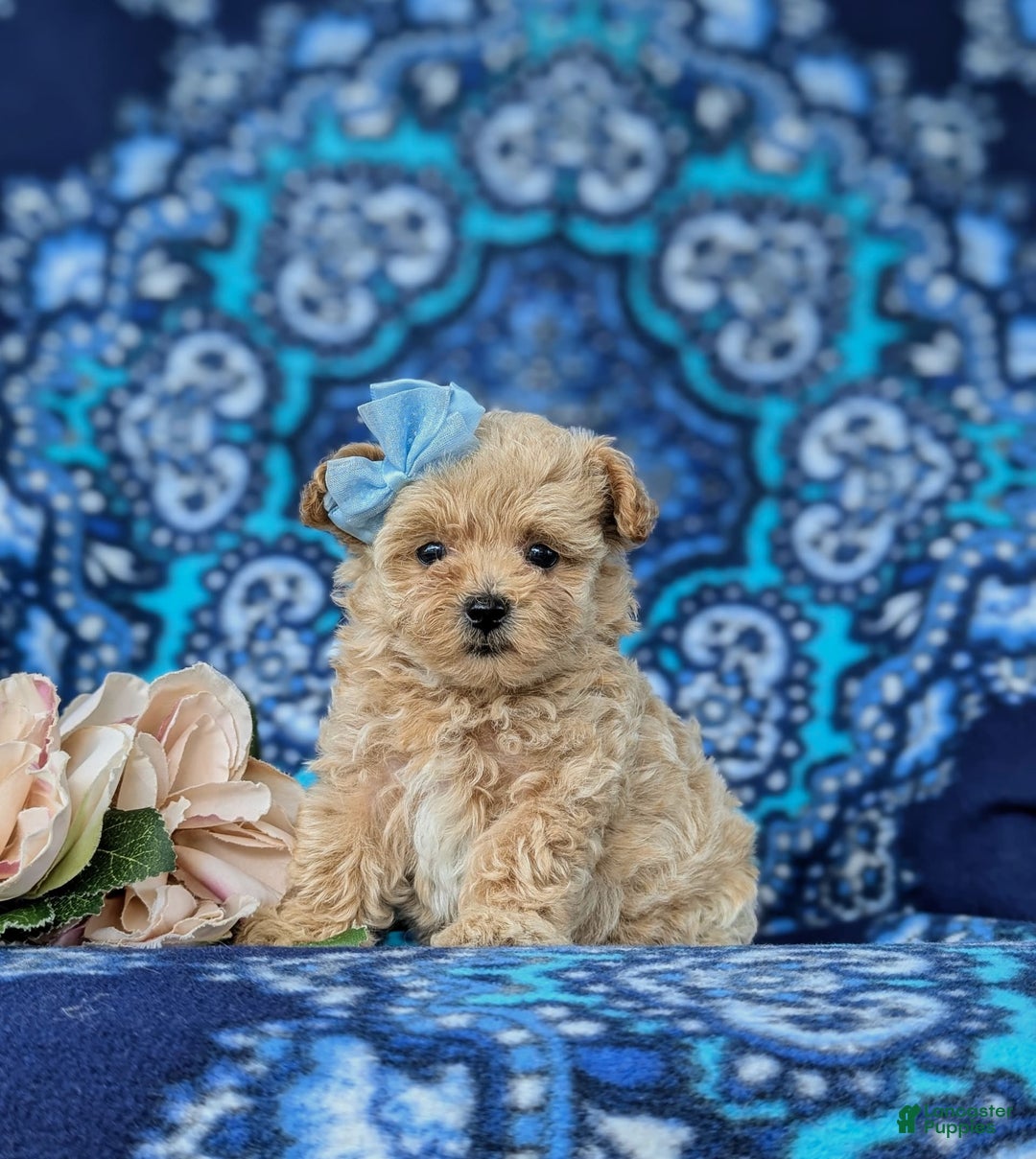 Maltipoo dogs for sale: Jocelyn 5 Lbs Full Grown - Image 4