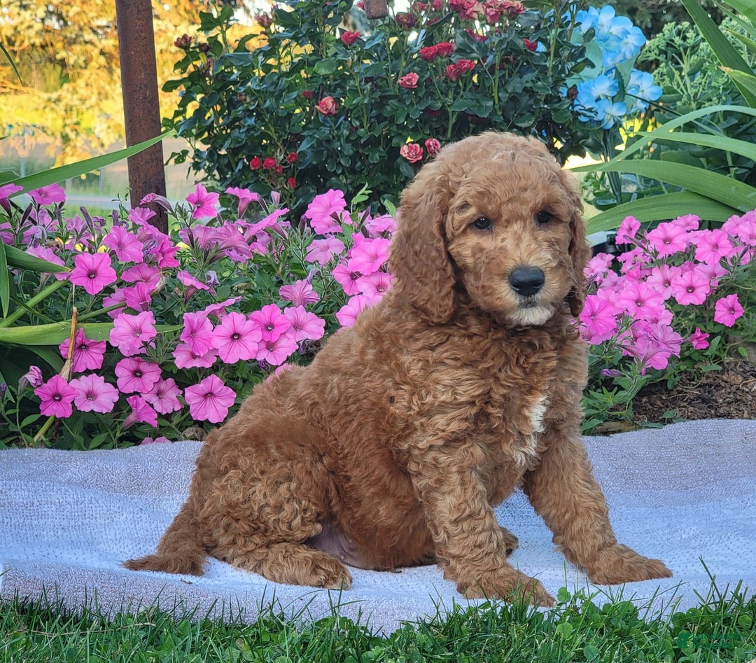 Goldendoodle dogs for sale: Roper - Image 3