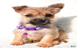 Cairn Terrier dogs for sale: Emmy - Image 2