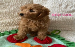 Maltipoo dogs for sale: Maltipoo 2 puppies - Image 1