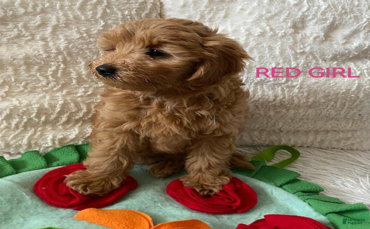 Maltipoo dogs for sale - Ad 2