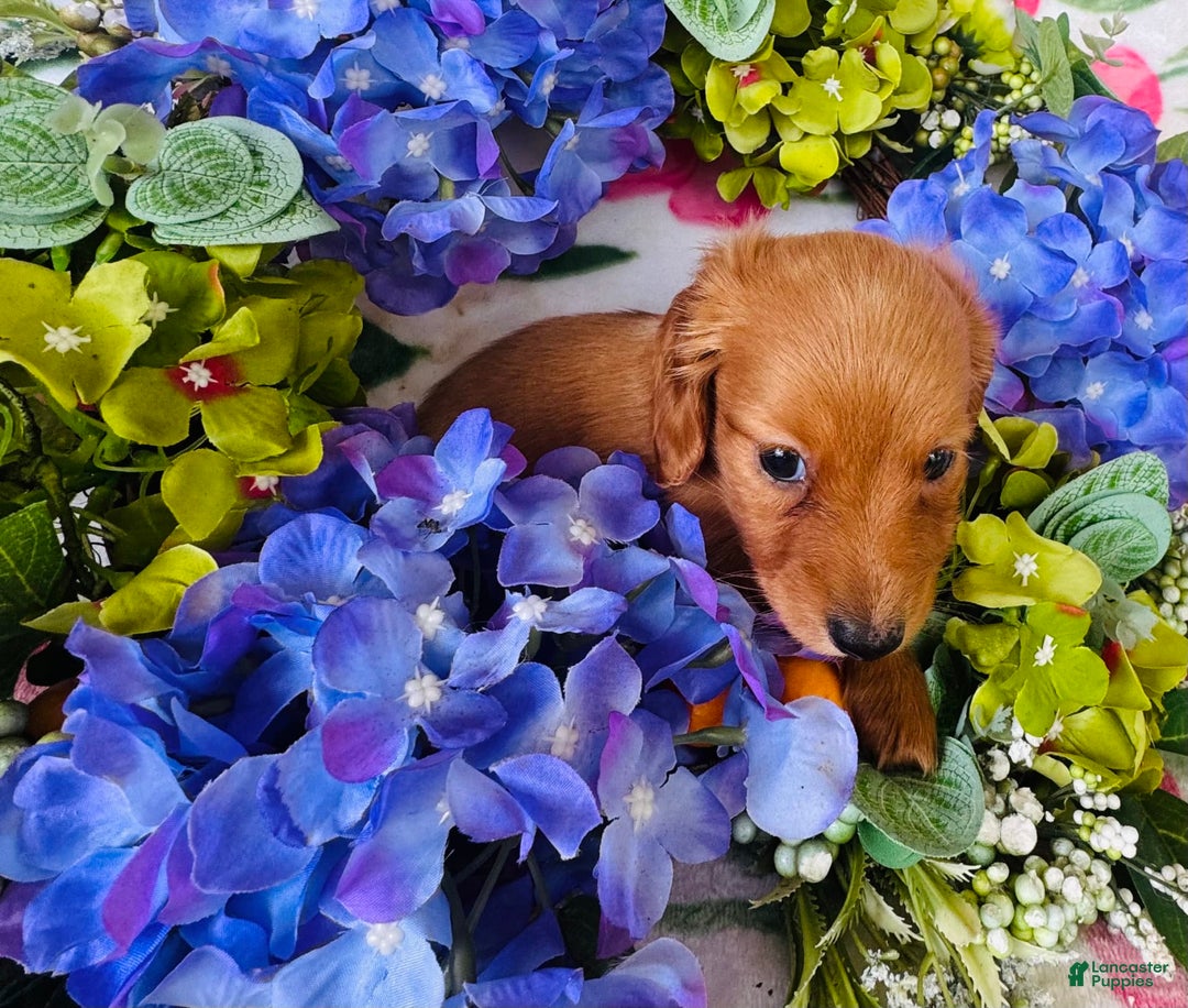 Miniature Dachshund dogs for sale: Gabby Long Haired - Image 7