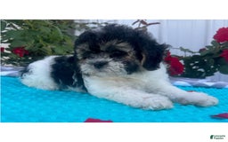 Teddy Bear dogs for sale: Helen - Image 1