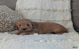 Mini Goldendoodle dogs for sale: Hailey - Image 4