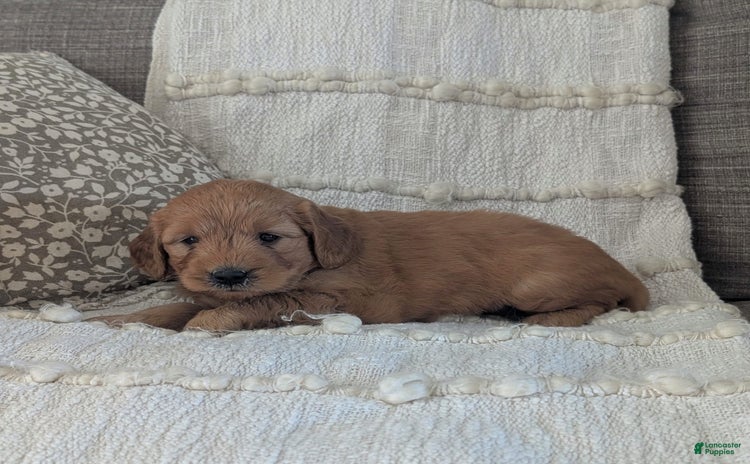 Mini Goldendoodle dogs for sale - Ad 4