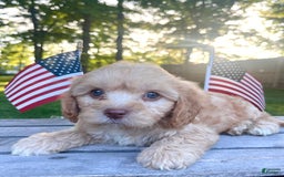 Cavapoo dogs for sale: Leo - Image 3