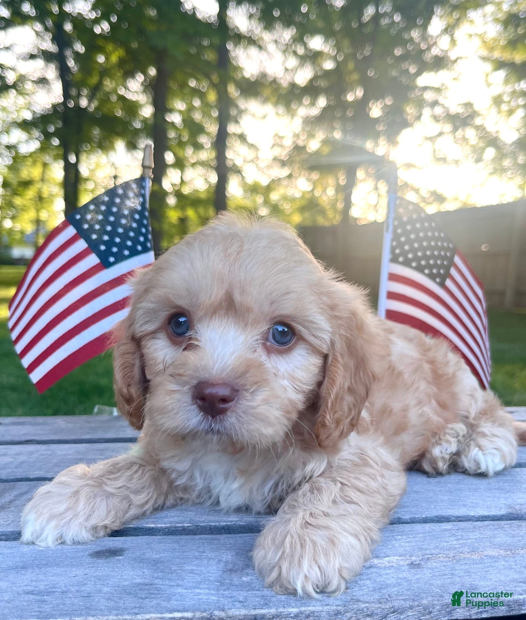 Cavapoo dogs for sale: Leo - Image 3