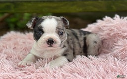 Frenchton dogs for sale: Jaida - Image 22