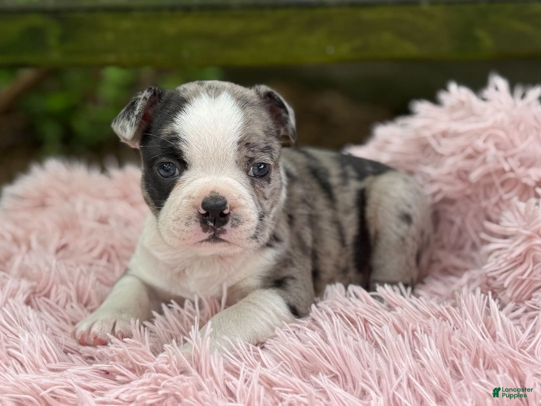 Frenchton dogs for sale: Jaida - Image 22