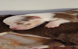 Australian Shepherd dogs for sale: Red Merle Female - Image 1