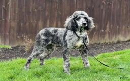 Newfypoo dogs for sale: Nickel - Image 14