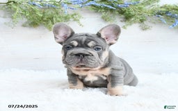 French Bulldog dogs for sale: Bubba - Image 5