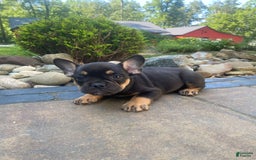 French Bulldog dogs for sale: Minnie - Image 6