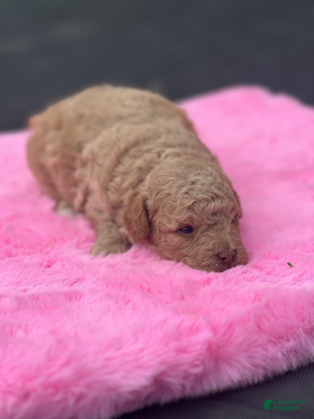 Mini Goldendoodle dogs for sale: Cooper - Image 2