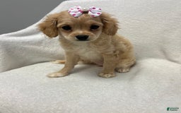 Cavapoo dogs for sale: Bambi - Image 1