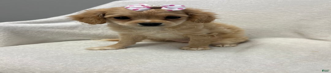 Bambi