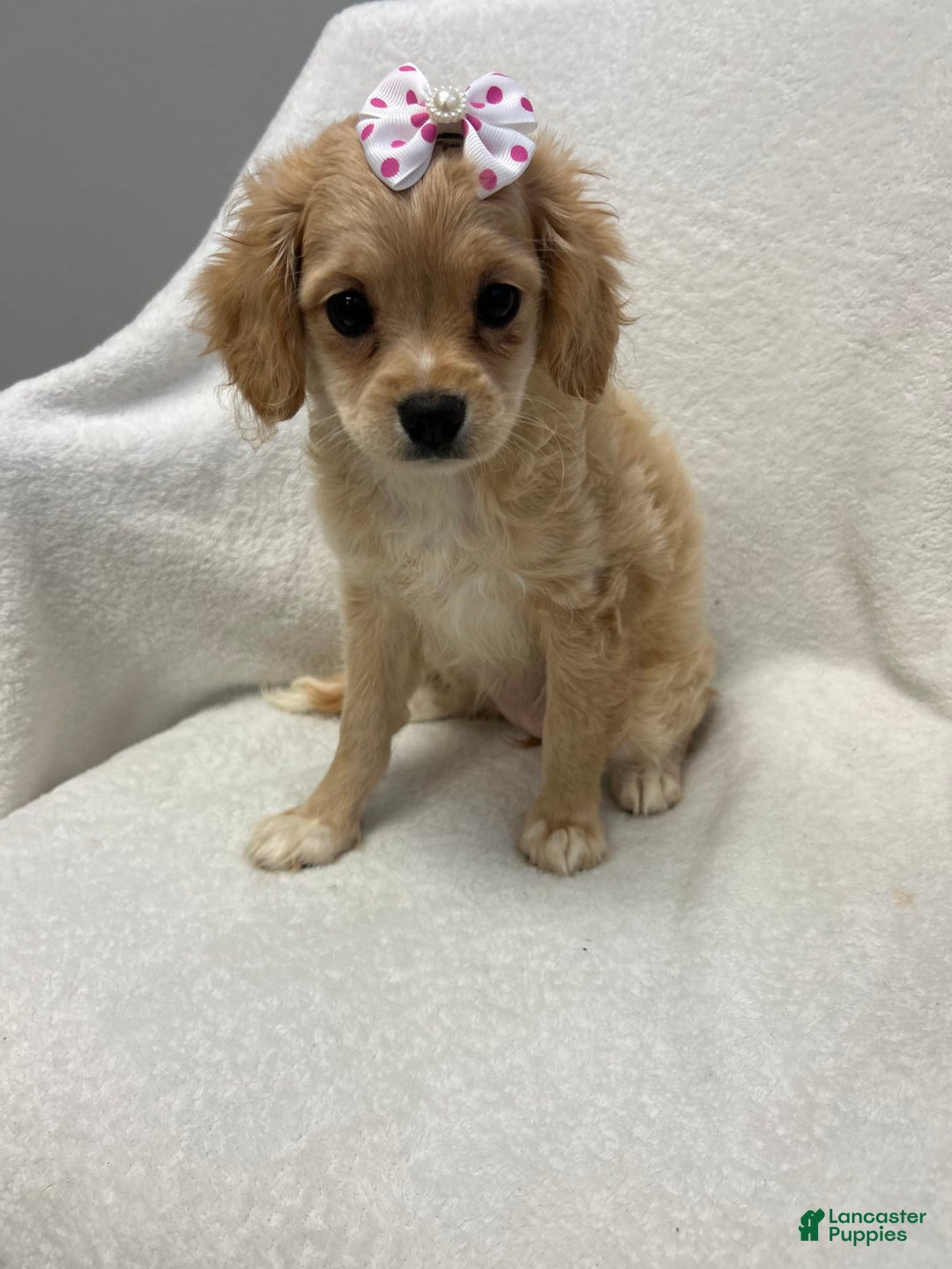 Cavapoo dogs for sale: Bambi - Image 1