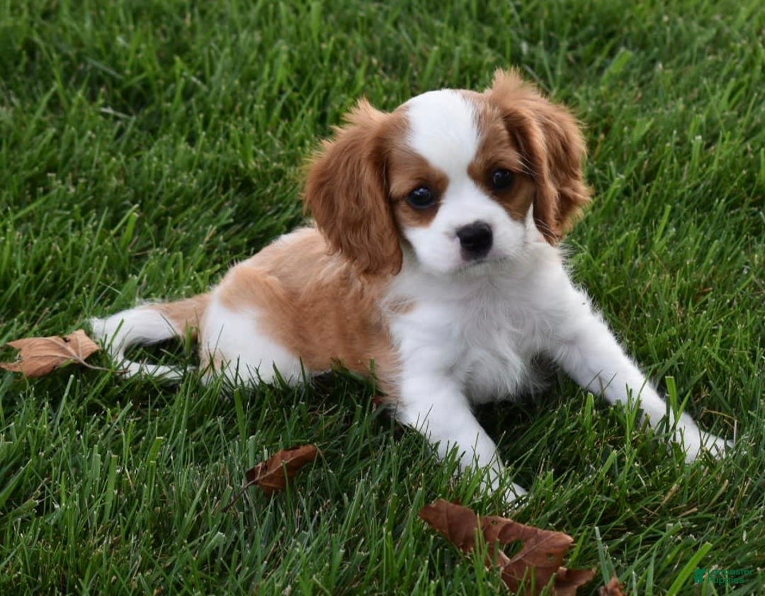 Cavalier King Charles Spaniel dogs for sale: Buster - Image 6