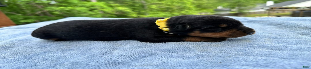 Yellow Collar