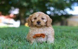 Cavapoo dogs for sale: Ollie - Image 2