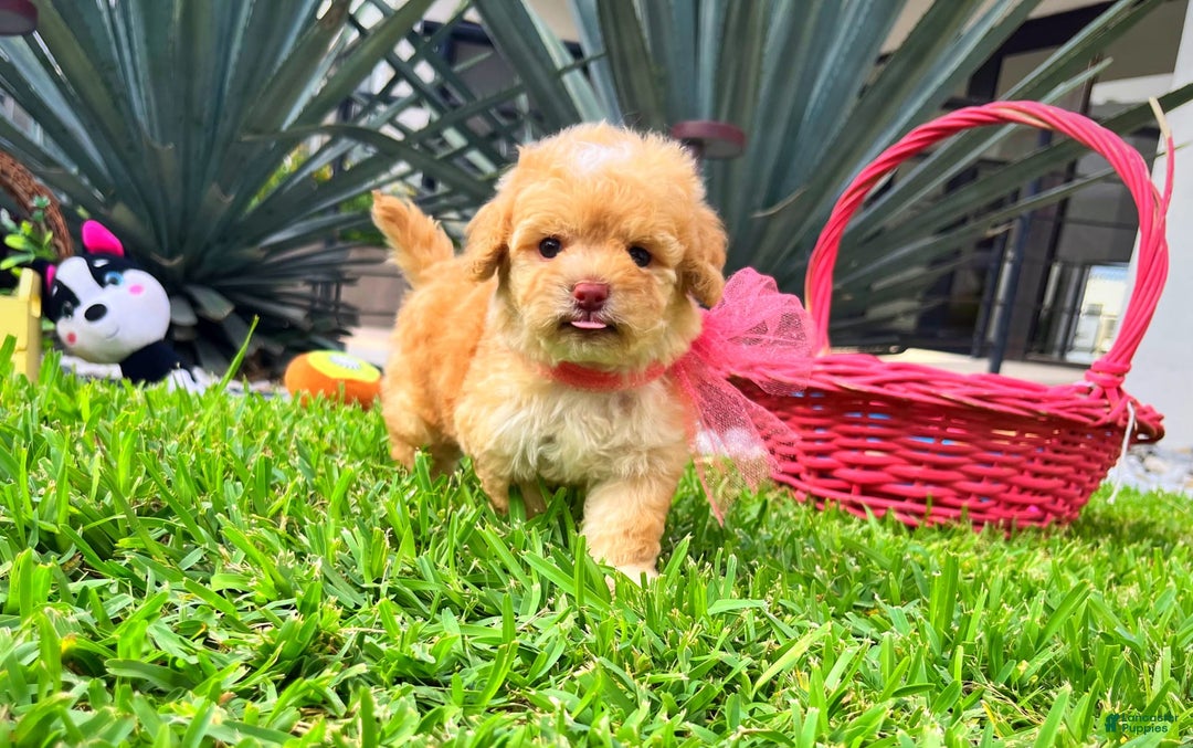 Toy Poodle dogs for sale: Juliet - Image 2