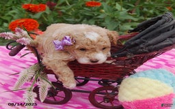 Toy Poodle dogs for sale: Blossom - Image 2