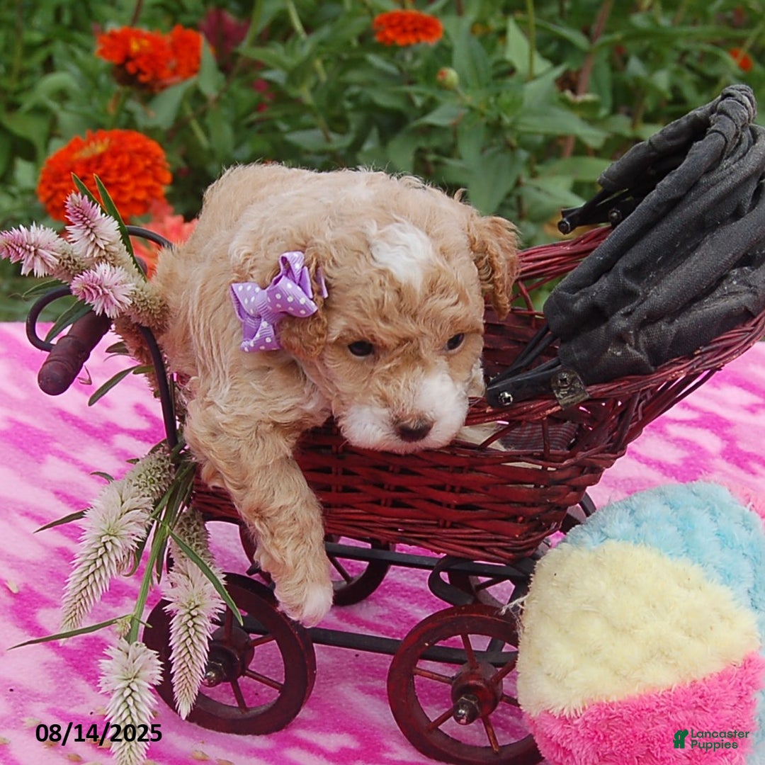Toy Poodle dogs for sale: Blossom - Image 2