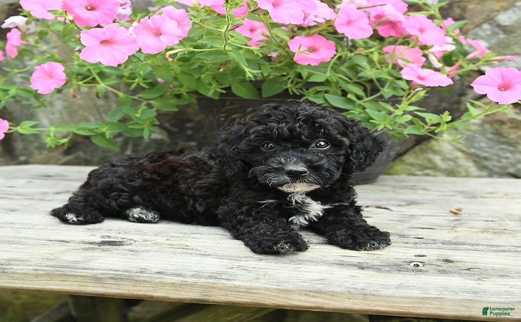 Cavapoo dogs for sale - Ad 1
