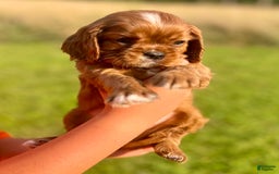 Cavalier King Charles Spaniel dogs for sale: George - Image 2