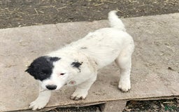 Border Collie dogs for sale: Divvy - Image 21