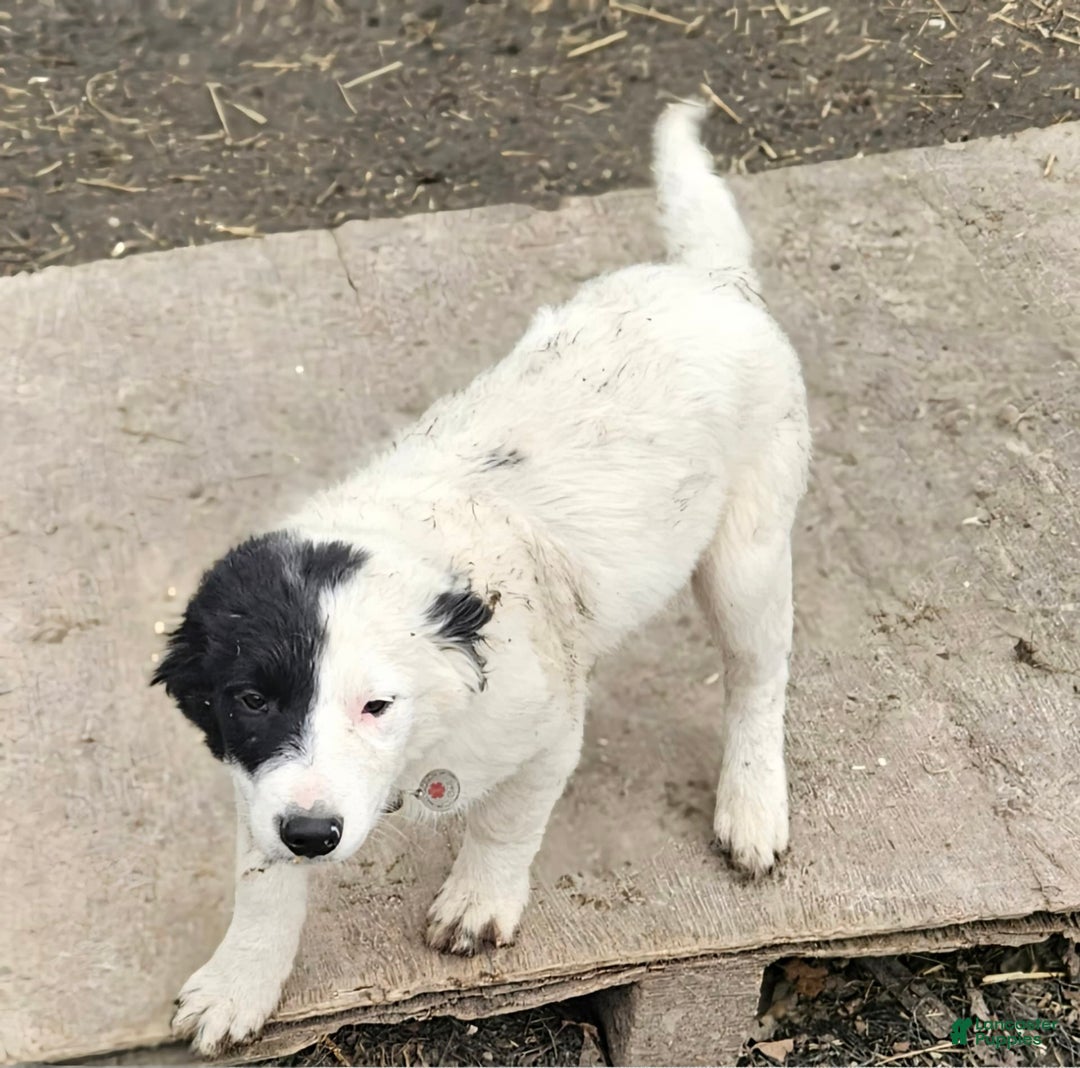 Border Collie dogs for sale: Divvy - Image 21