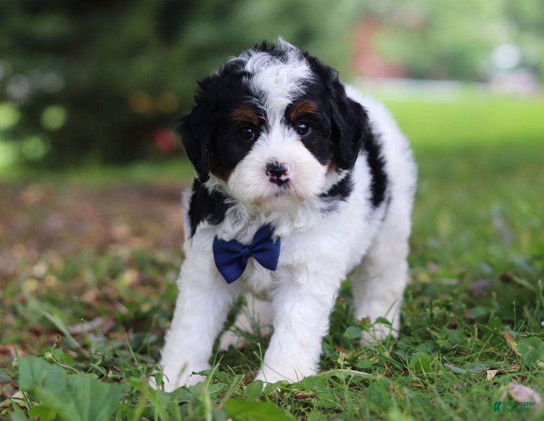 Mini Bernedoodle dogs for sale: Luke - Image 3